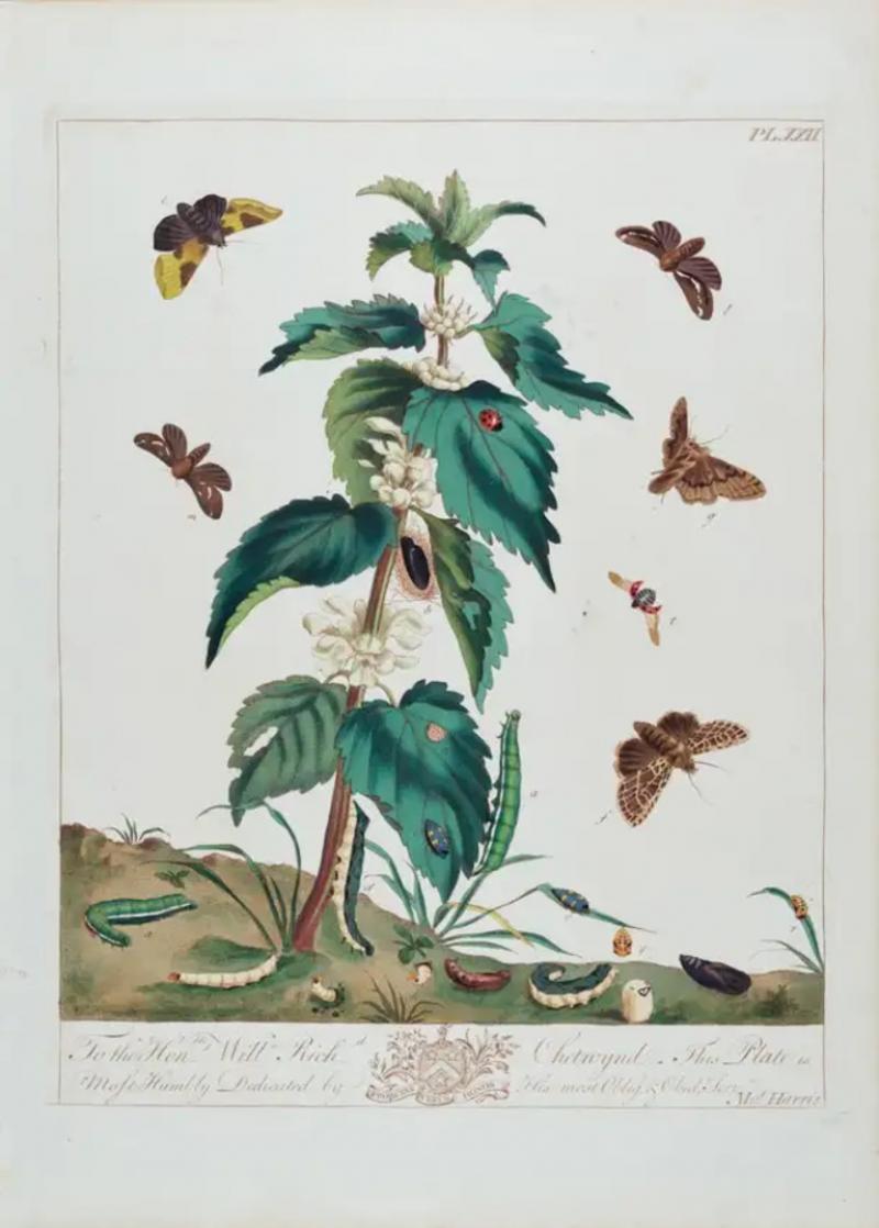 Natural History of Moths and a Beetle A Hand colored Engraving by Moses Harris