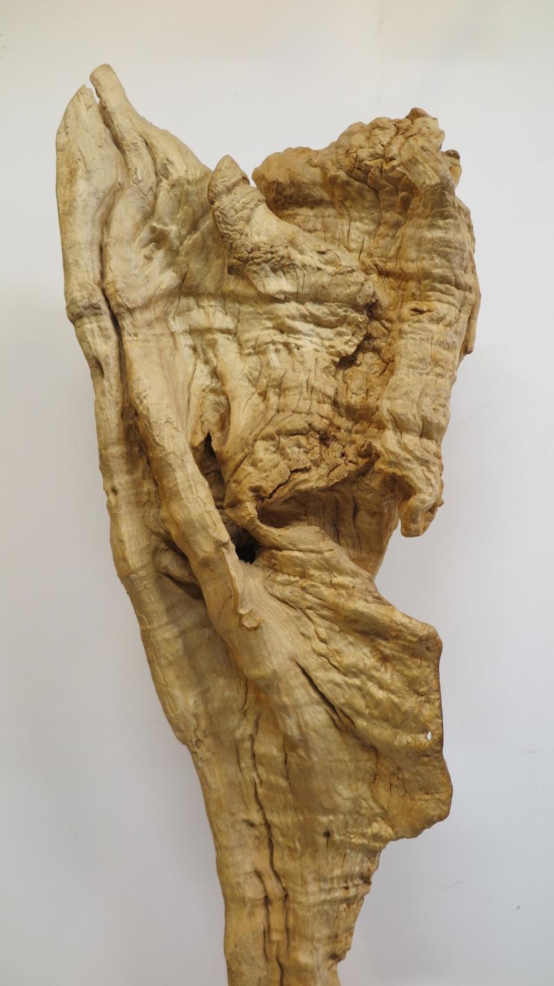 Natural Teak Wood Root Sculpture