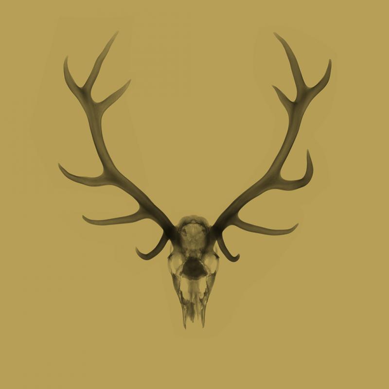 Nick Veasey Antlers Gold
