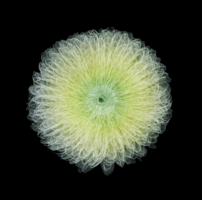 Nick Veasey Chrysanthemum Pom Pom