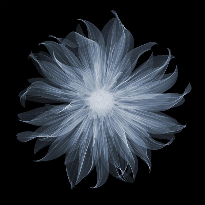 Nick Veasey Dahlia Gallery Pablo 