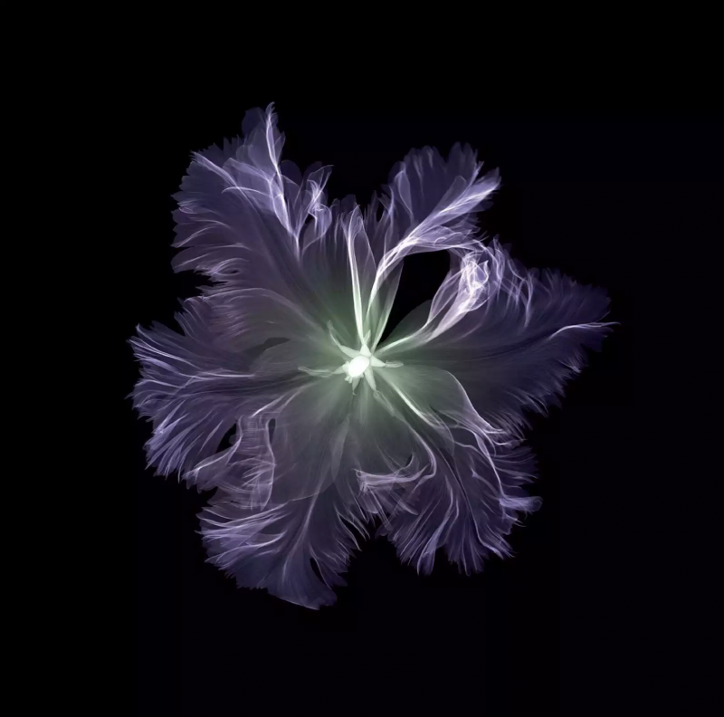 Nick Veasey Parrot Tulip