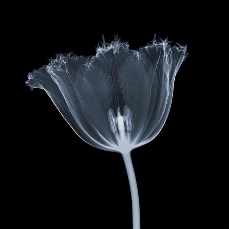 Nick Veasey Serrated Tulip 