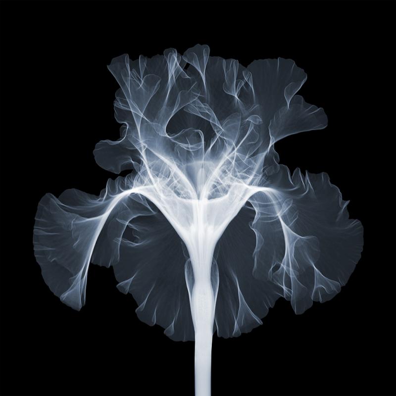 Nick Veasey iris silverado 