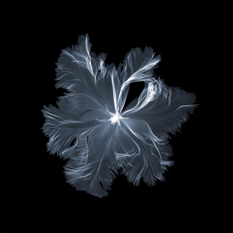 Nick Veasey parrot tulip above 