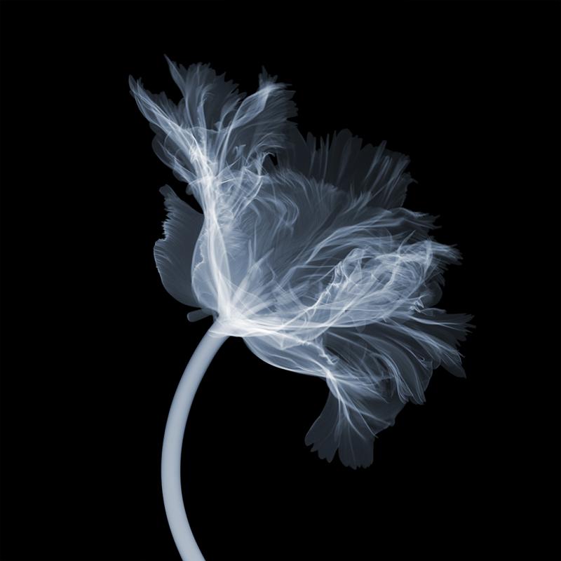 Nick Veasey parrot tulip side 