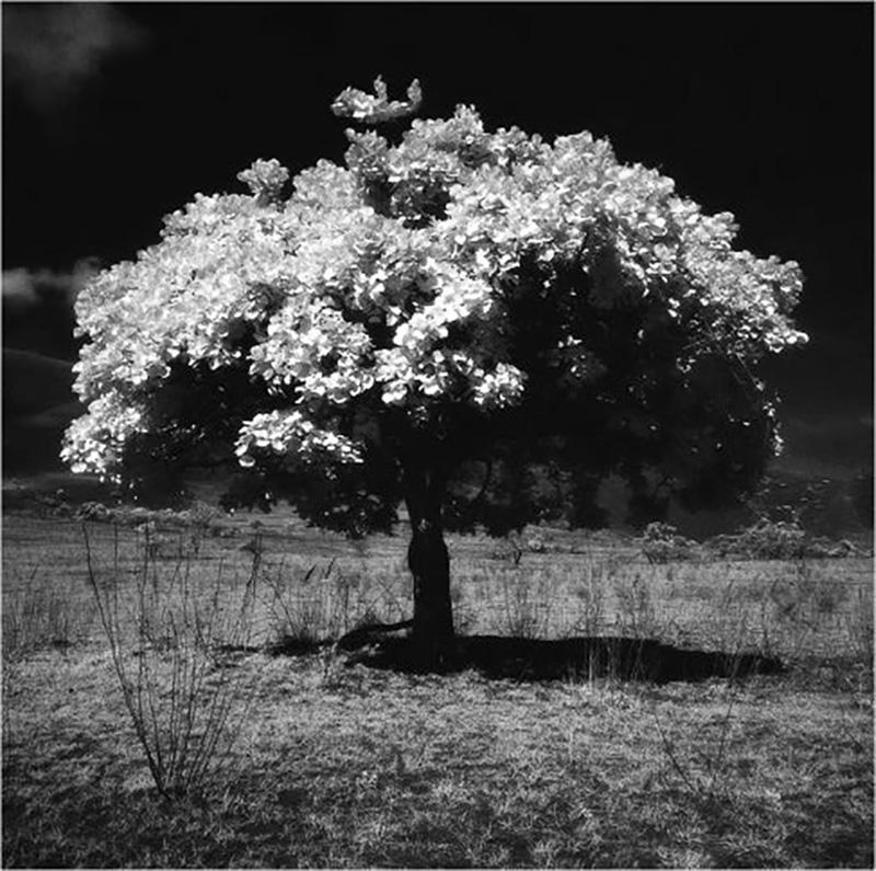 Nicolas Auvray Photography on Paper Tree of Life Nicolas Auvray New York 2015 NA4