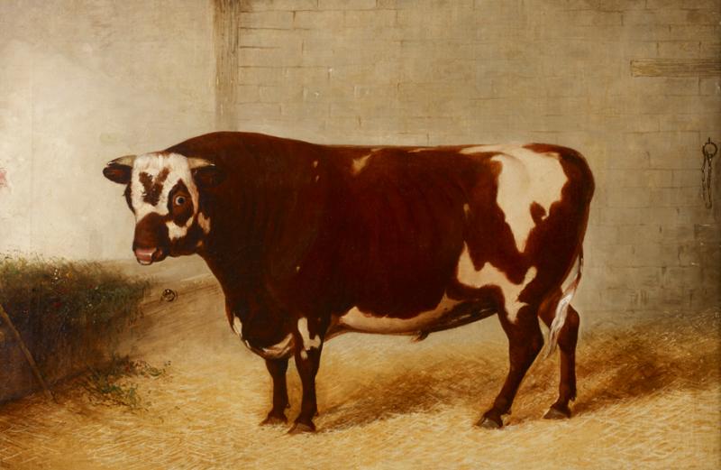 PORTRAIT OF A BULL