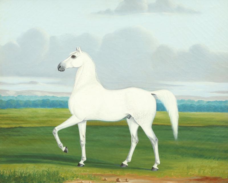 PORTRAIT OF A WHITE HORSE