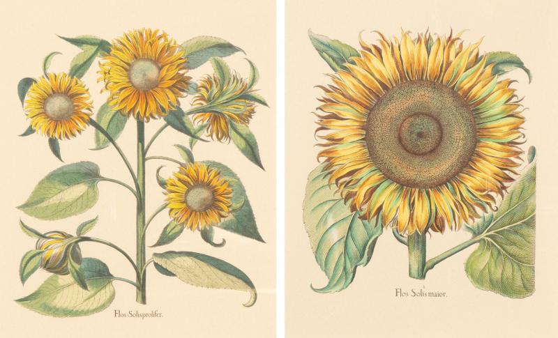 Pair Of Reproduction Basilius Besler Prints Of Sunflowers