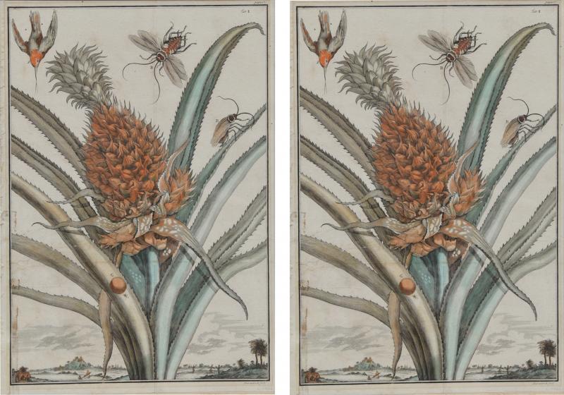 Pair of 17th Century Pineapple Engravings