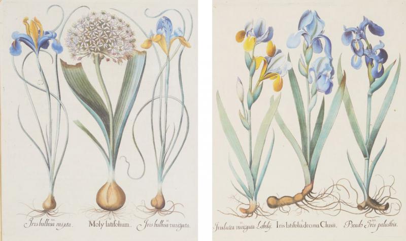 Pair of Framed Besler Iris Prints