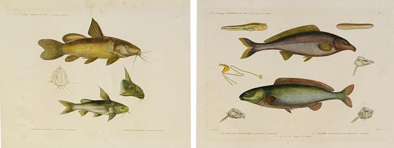 Pair of Framed Zoological Prints Fish of the Nile