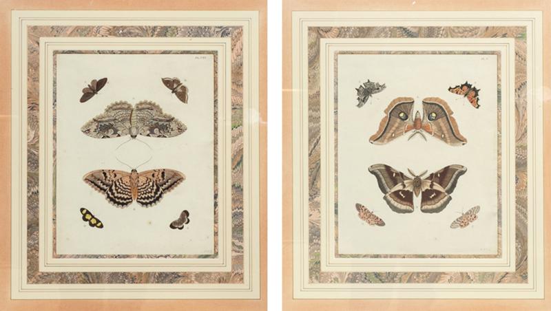 Pair of Hand Colored Engravings of Moths