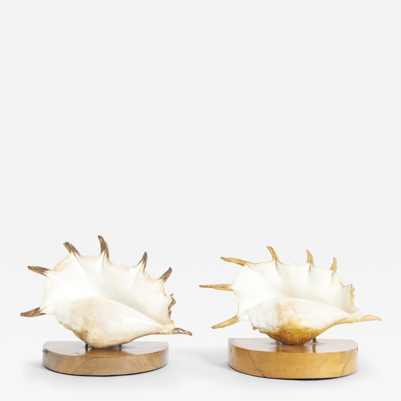 Pair of Shell Lamps