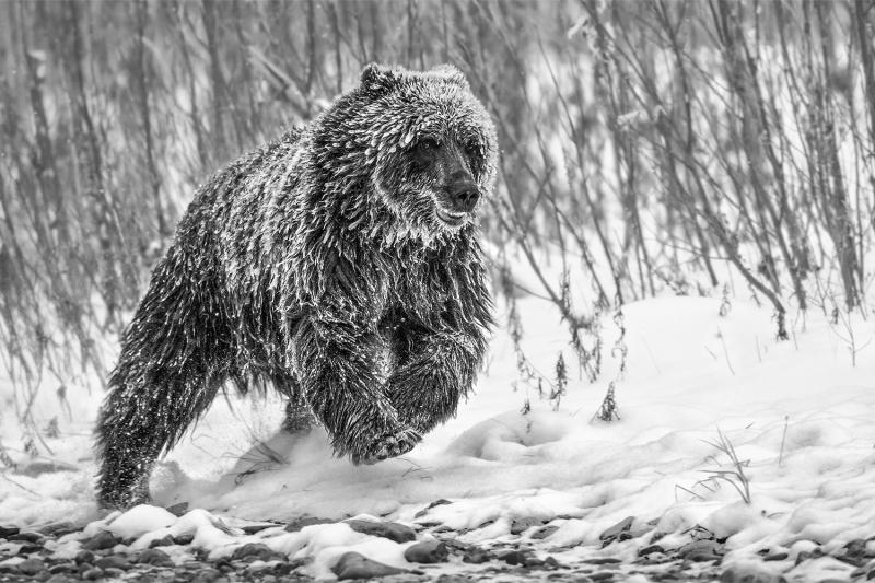 Paul Nicklen COLD PURSUIT 7 10 
