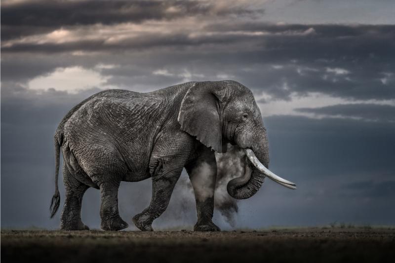 Paul Nicklen EARTH ECHOES 10 