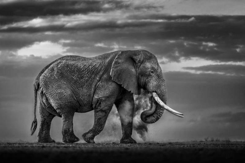 Paul Nicklen EARTH ECHOES B W 10 