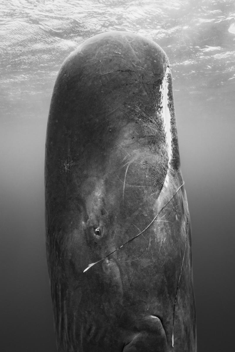 Paul Nicklen FEAST FROM THE DEEP 20 