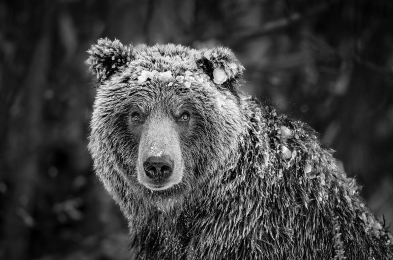 Paul Nicklen HEART OF THE YUKON