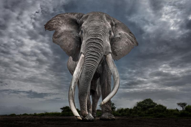 Paul Nicklen LEGEND