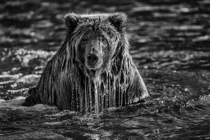 Paul Nicklen MAJESTY SURFACING