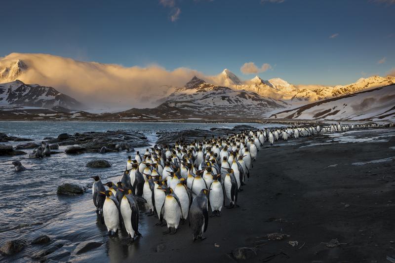Paul Nicklen MORNING KINGS 15 
