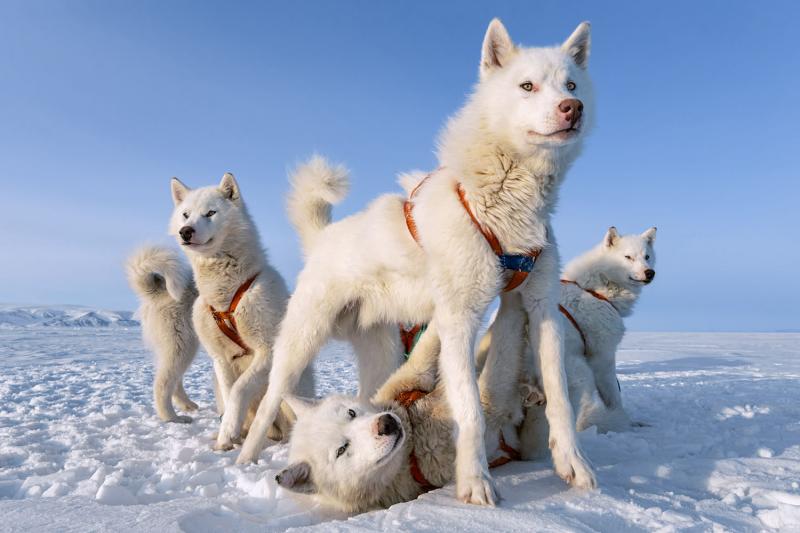 Paul Nicklen NORTHERN PRIDE