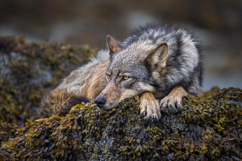 Paul Nicklen ON THE ROCKS 10 