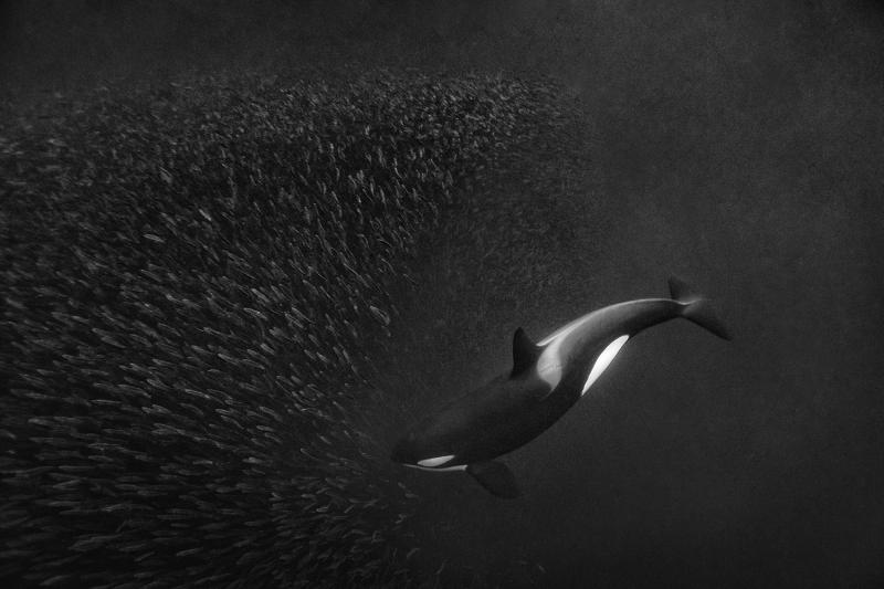 Paul Nicklen ORCA BALLET 10 
