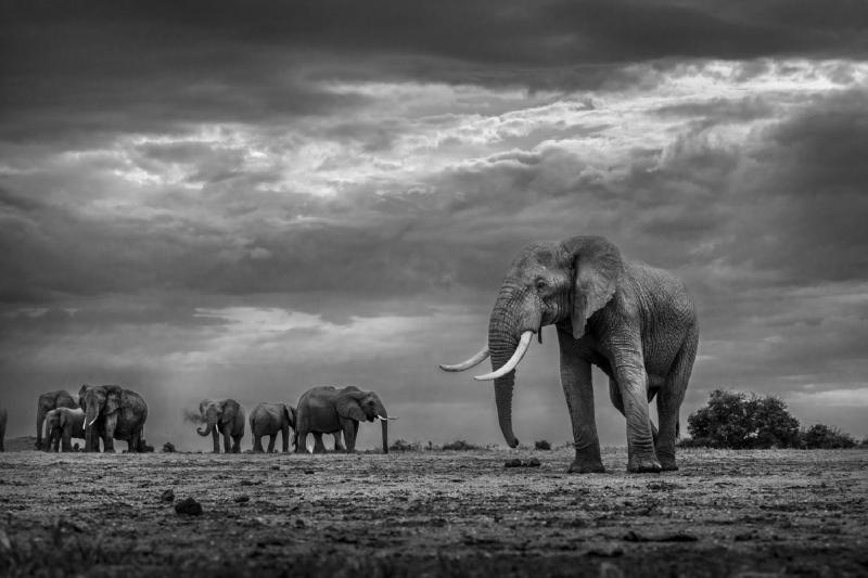 Paul Nicklen STORMBORN 10 