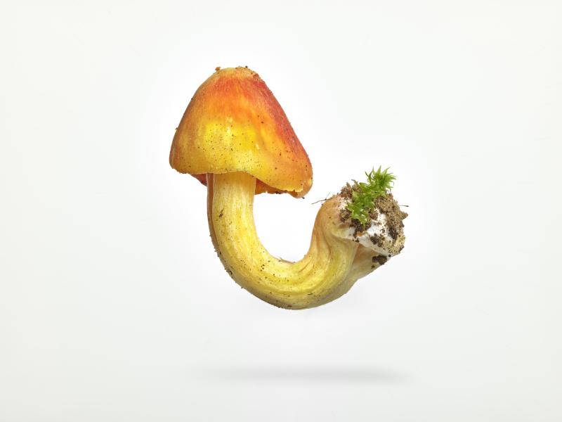 Peter Andrew Lusztyk Witchs Hat Mushroom