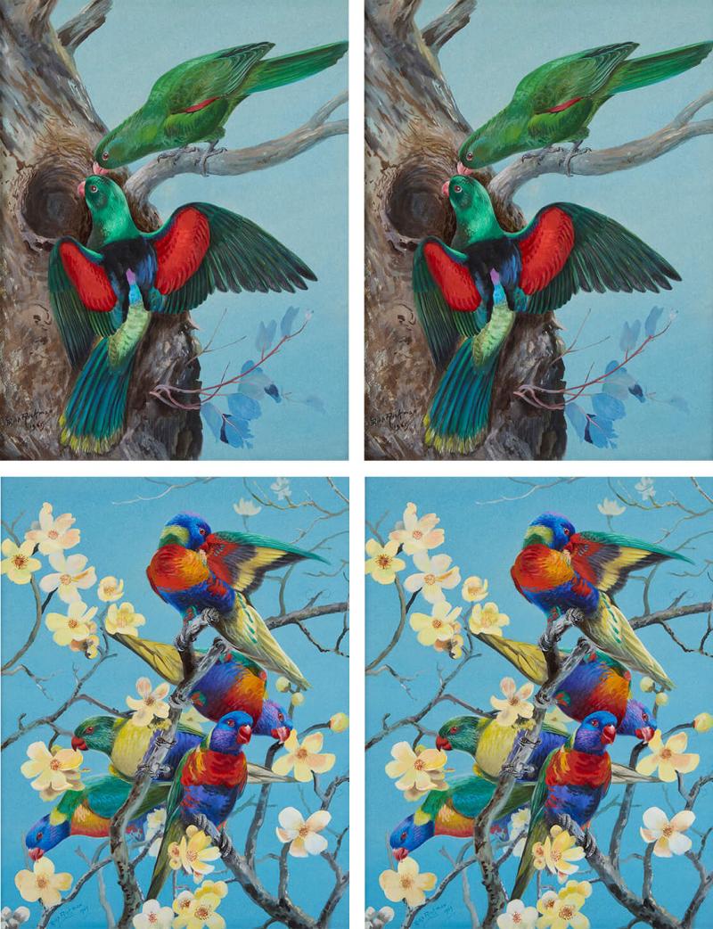 Philip Rickman Four Watercolour Studies of Australian Parrots by Philip Rickman