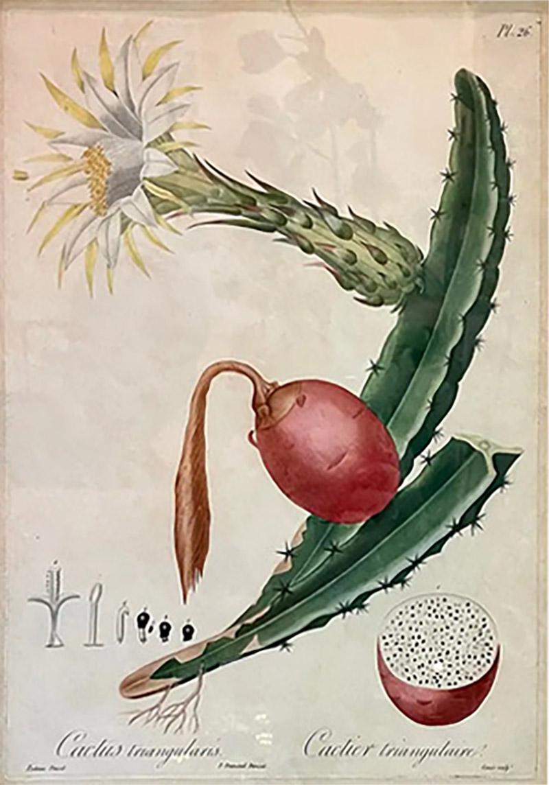 Pierre Antoine Poiteau Antique Pierre Antoine Poiteau Cactus Triangularis Botanical Print