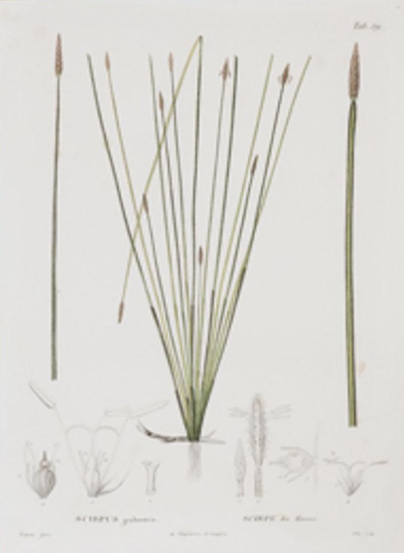 Pierre Antoine Poiteau SET OF TWELVE EARLY 19TH C BOTANICAL ENGRAVINGS AFTER PIERRE ANTOINE POITEAU