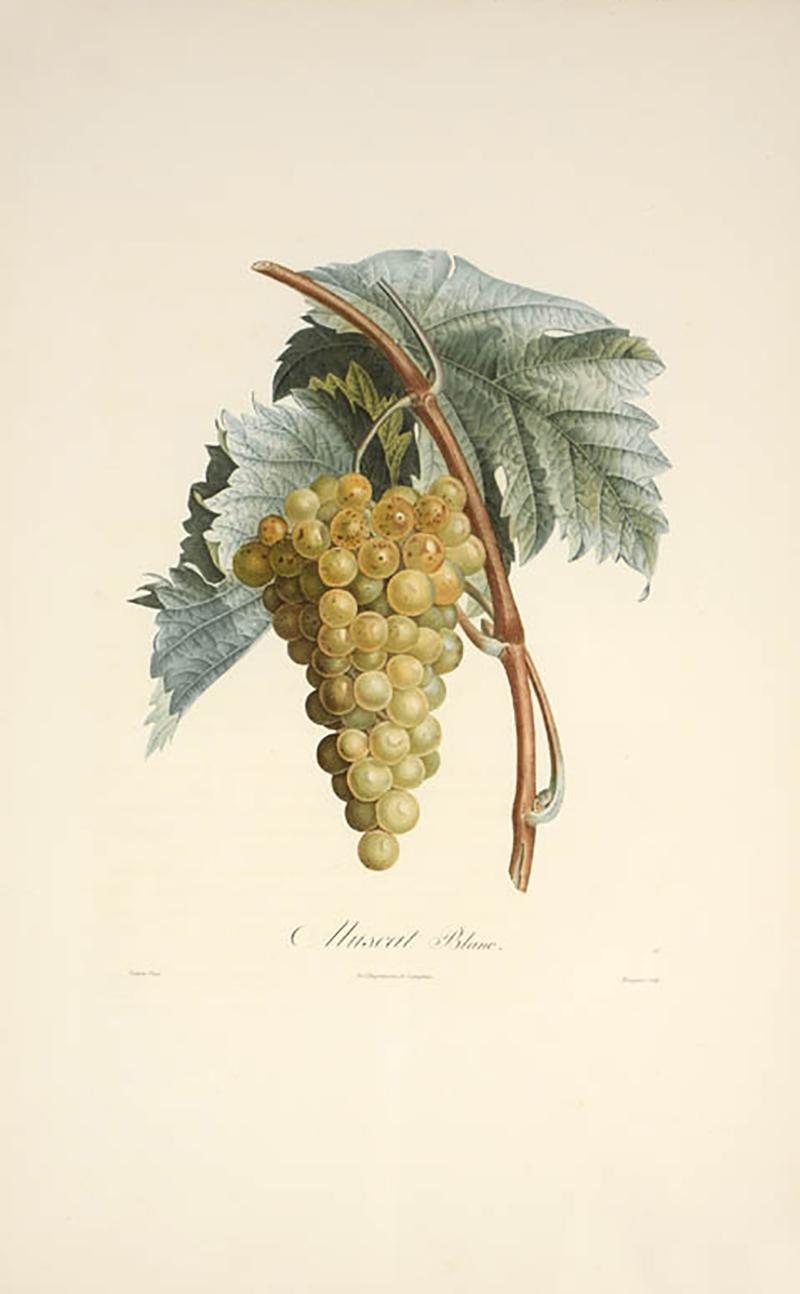 Pierre Antoine Poiteau Trait des arbres fruitiers A Set of Four Grapes 