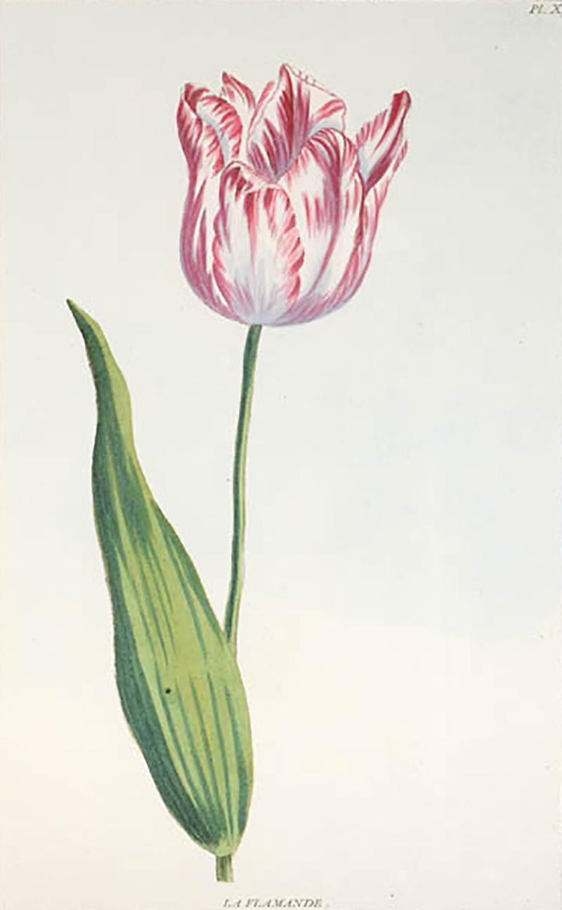 Pierre Joseph Buchoz A set of 6 Tulips