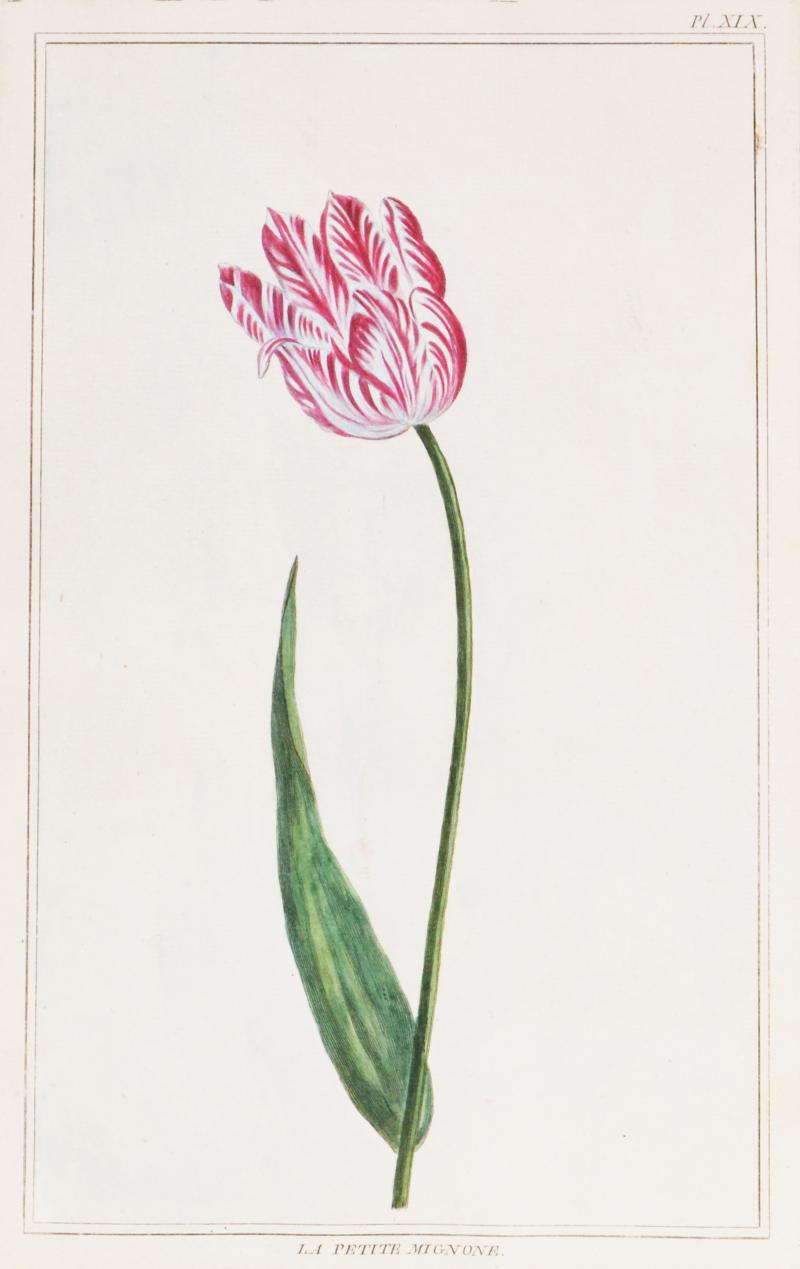 Pierre Joseph Buchoz Pierre Joseph Buchoz Group of six Tulips hand coloured engraved plates 1781