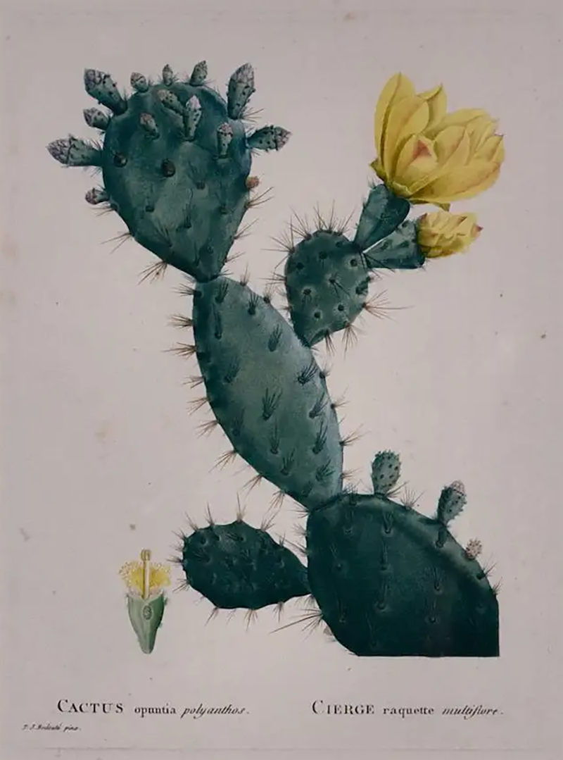 Pierre Joseph Redout Flowering Cactus Redoute Hand colored Engraving Cactus Opuntia Polyanthos 