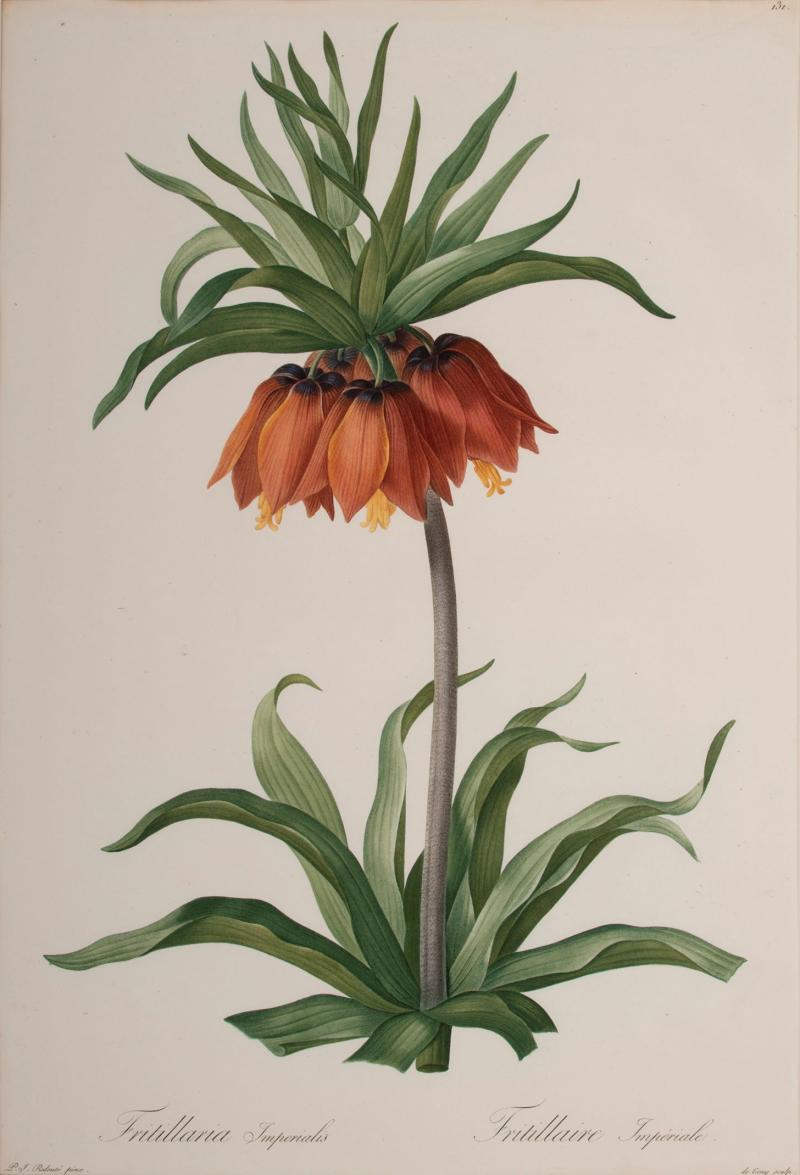 Pierre Joseph Redout Fritillaria Imperialis