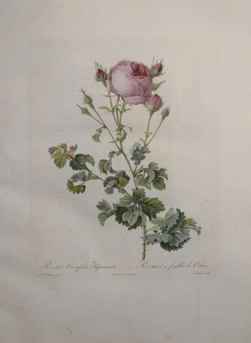 Pierre Joseph Redout PIERRE JOSEPH REDOUT 1759 1840 ROSA CENTIFOLIA BIPINNATA