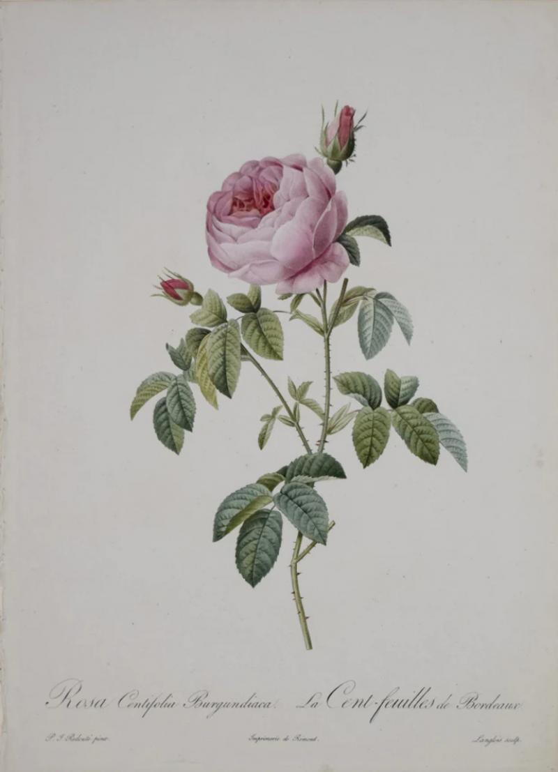 Pierre Joseph Redout PIERRE JOSEPH REDOUT 1759 1840 ROSA CENTIFOLIA BURGUNDIACA
