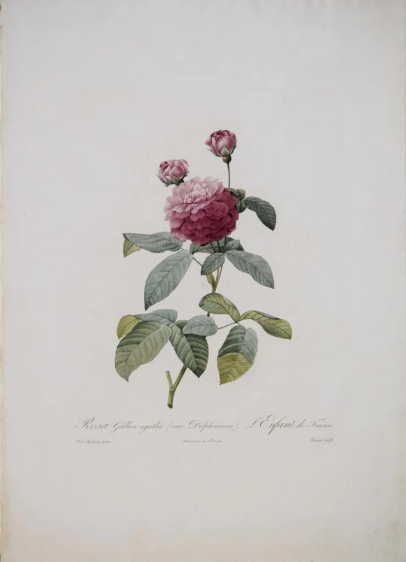 Pierre Joseph Redout PIERRE JOSEPH REDOUT 1759 1840 ROSA GALLICA AGATHA VAR DELPHINIANA 