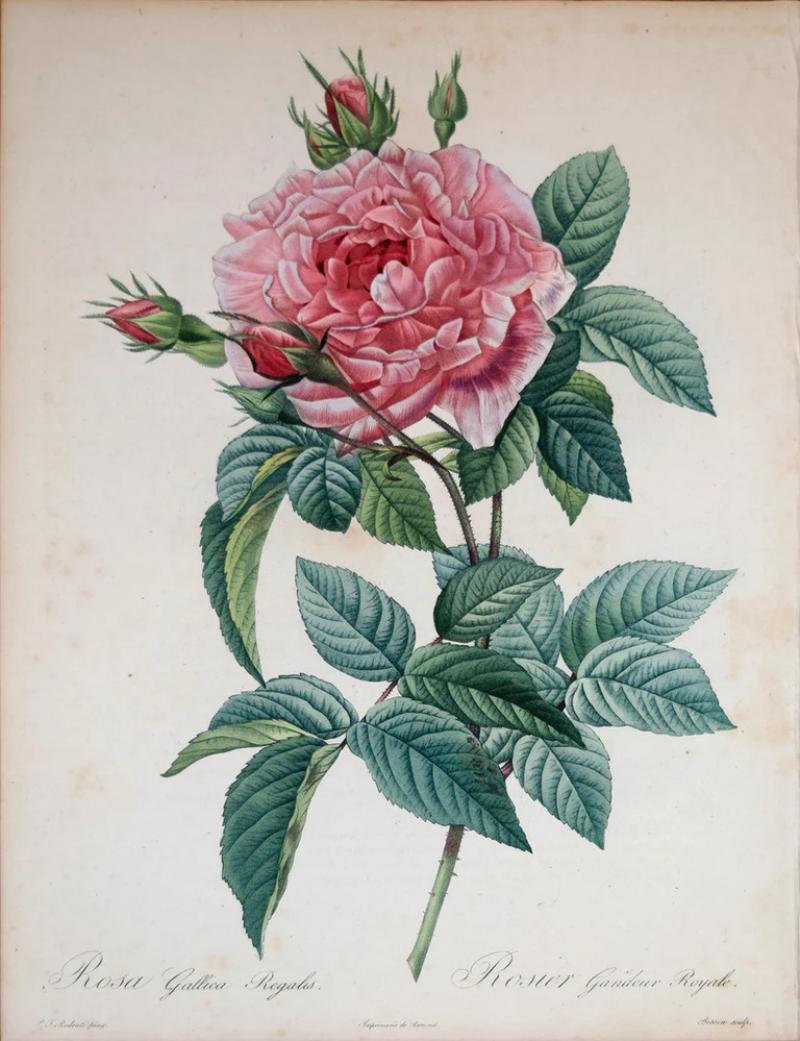 Pierre Joseph Redout PIERRE JOSEPH REDOUT 1759 1840 ROSA GALLICA REGALIS