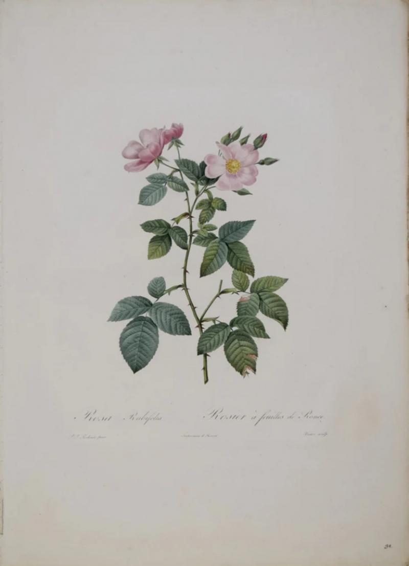 Pierre Joseph Redout PIERRE JOSEPH REDOUT 1759 1840 ROSA RUBIFOLIA