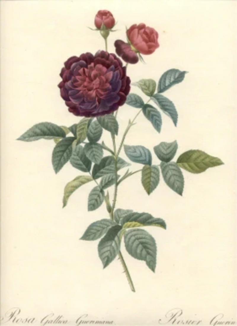 Pierre Joseph Redout Rosier Gallica Gueriniana by Pierre Joseph REDOUTE