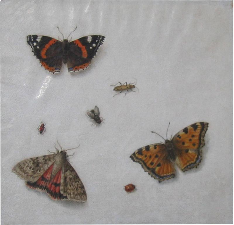 Pieter Barbiers II Still Life with Butterflies and Insects