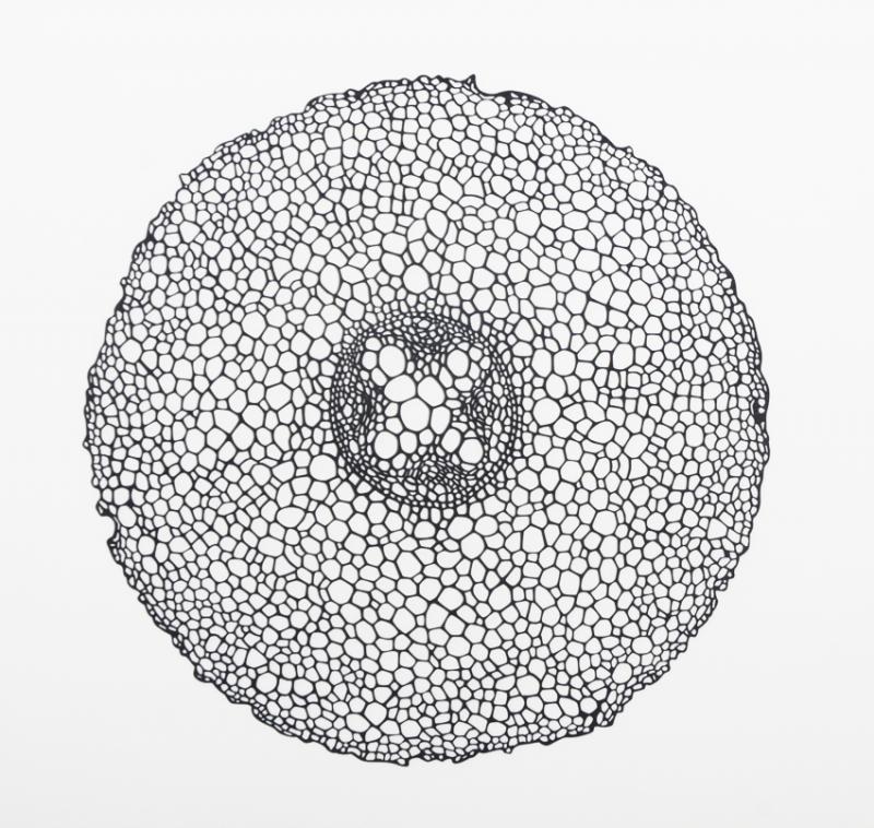 Quatro Series Dicot Root 