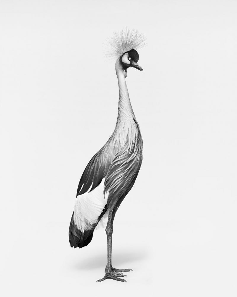 Randal Ford African Crane No 1 BW 