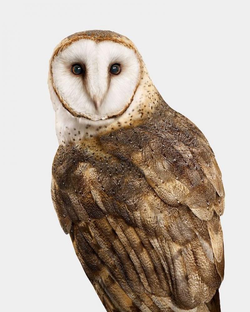 Randal Ford American Barn Owl